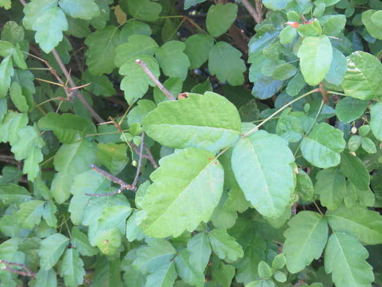 Poison oak: “Leaves of three, let them be.”